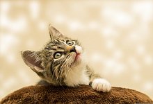 Katze - Symbolfoto: Pixabay