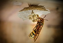 hornisse-foto-pixabay - Pixabay.com