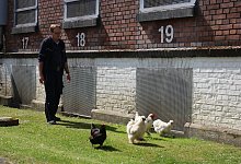 Huhn im Knast 1 - Matthias Bungeroth