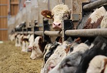 img_9366 - Lukas Brekenkamp