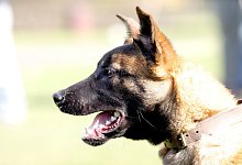 hund_009 - Stefan Boscher