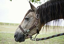 KINA - Schnatternd Pferde besch&uuml;tzen - dpa