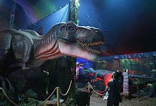 img_6583 - Dana Thoeren