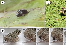 K&auml;fer entkommt Frosch - Foto: Shinji Sugiura/alphagalileo.org/dpa