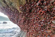 Rote Krabben - Foto: Parks Australia/dpa