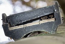 Zwei Fledermäuse in einem Flachkasten am Baum - Swen Pförtner/dpa/dpa-tmn