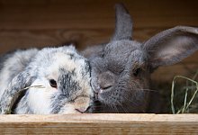 Kaninchen - Franziska Gabbert/dpa-tmn