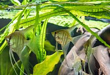 Skalare - Foto: Andrea Warnecke