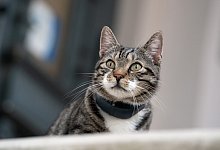 Katze - Foto: Soeren Stache/zb/dpa