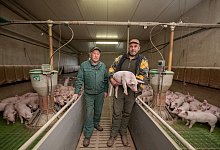 Schweinezucht - Foto: Harald Tittel/dpa
