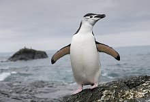 Z&uuml;gelpinguin - Foto: Christian &Aring;slund/Greenpeace UK/dpa