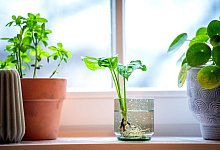 Eine Mini-Monstera in einem Wasserglas - Zacharie Scheurer/dpa-tmn