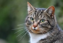 Hauskatze - Foto: Patrick Pleul/zb/dpa