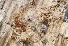 Knochensammler-Raupe trägt Überreste ihrer Beute als Tarnung - Rubinoff Lab, Entomology Section/University of Hawaii, Manoa/dpa