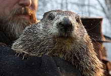 Murmeltier-Tag - Foto: Barry Reeger/AP/dpa