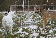 Plastikschaf be&auml;ugt den Pappwolf - J&ouml;rg Barner (mt)