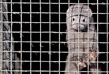 Nerze - Foto: epa Diego Azubel/EPA/dpa