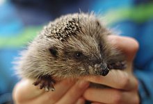 Junger Ingel - Foto: Christina Bachmann/dpa-tmn