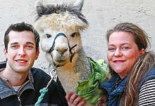 Alpaka - Dietmar Kuhfuss