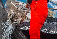 Heringe - picture alliance / dpa