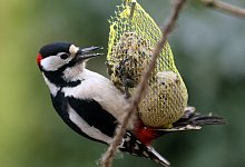 Buntspecht und Vogelfutter - Foto: Roland Weihrauch