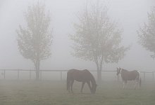 Pferde im Nebel - Foto: Karl-Josef Hildenbrand