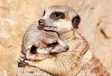 Zum Weltknuddeltag - Roland Weihrauch/dpa