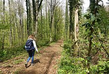 Eine Frau wandert im Wald - Andreas Drouve/dpa-tmn