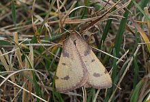 Gebirgs-Steppenfrostspanner - Robert Trusch/Naturkundemuseum Karlsruhe/dpa