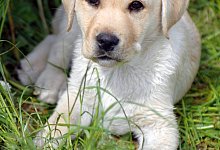 Welpe - Foto: Jens Schierenbeck/dpa-tmn