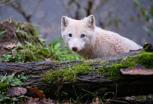 Polarfuchs Wukk in der TIERART Wildtierstation - Oliver Dietze/dpa
