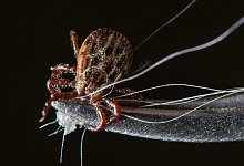 Zecke - Foto: Patrick Pleul/dpa-Zentralbild/dpa