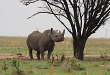 Nashornzuchtprojekt - J&uuml;rgen B&auml;tz/dpa