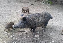 Wildschweine - Silke Buhrmester