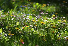 Wiese - Karl-Josef Hildenbrand/dpa-tmn