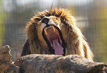 Aus der Ukraine gerettete Löwen in Großbritannien - Kirsty Wigglesworth/AP/dpa