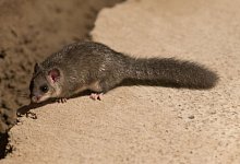 Siebenschläfer - picture alliance / dpa/Archivbild