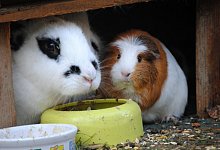 M&uuml;rrische Mitbewohner - Foto: Jennifer Jahns