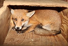 Fuchs - Archivfoto: Vera Gerstendorf-Welle