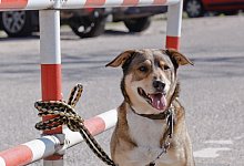 Ein ausgesetzter Hund - Foto: Markus Scholz