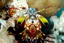 Fangschreckenkrebs - Andy Law/Northwestern University/dpa