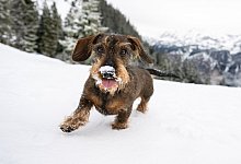 Ein Dackel im Tiefschnee - Benjamin Nolte/dpa-tmn