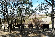 In freier Wildbahn - FOTO: NW