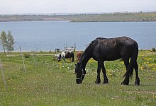 Pferd - Foto: Matthias Bein/dpa/ZB