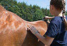 Eine Mädchen striegelt ein Pferd - Karolin Krämer/dpa-tmn