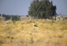 Hindutrappe - Radheyshyam Bishnoi/ERDS Foundation/dpa