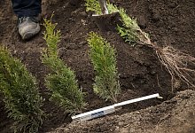 Die gew&uuml;nschte Wuchsh&ouml;he bestimmt den Pflanzenabstand der Hecke - Christin Klose/dpa-tmn