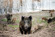Wildschweine - dpa