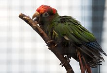 Schredderspielzeug f&uuml;r Sittiche - Foto: Andrea Warnecke/dpa-tmn