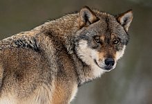 Wolf besch&auml;ftigt Bundestag - Foto: Swen Pf&ouml;rtner/dpa